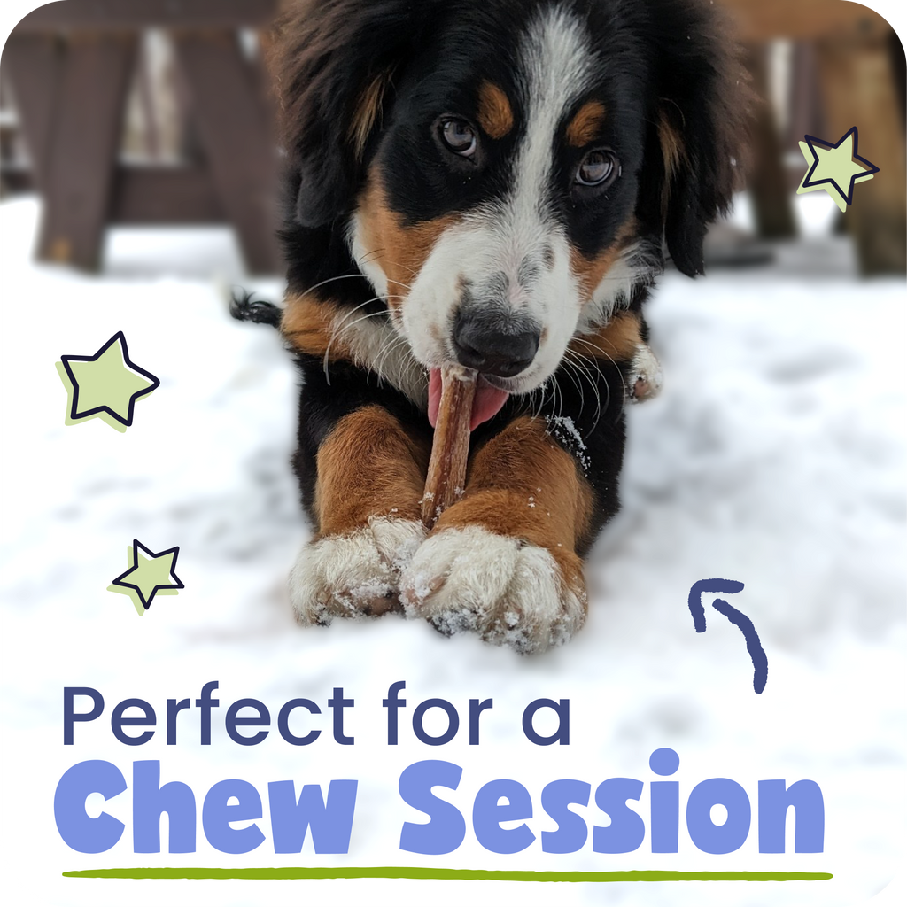 Spiral Bully Sticks for Dogs, Slow-Roasted Beef Pizzle Chews in 3, 10, 25 or 50 Count Packs source image 12