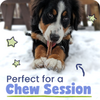 Spiral Bully Sticks for Dogs, Slow-Roasted Beef Pizzle Chews in 3, 10, 25 or 50 Count Packs source image 12