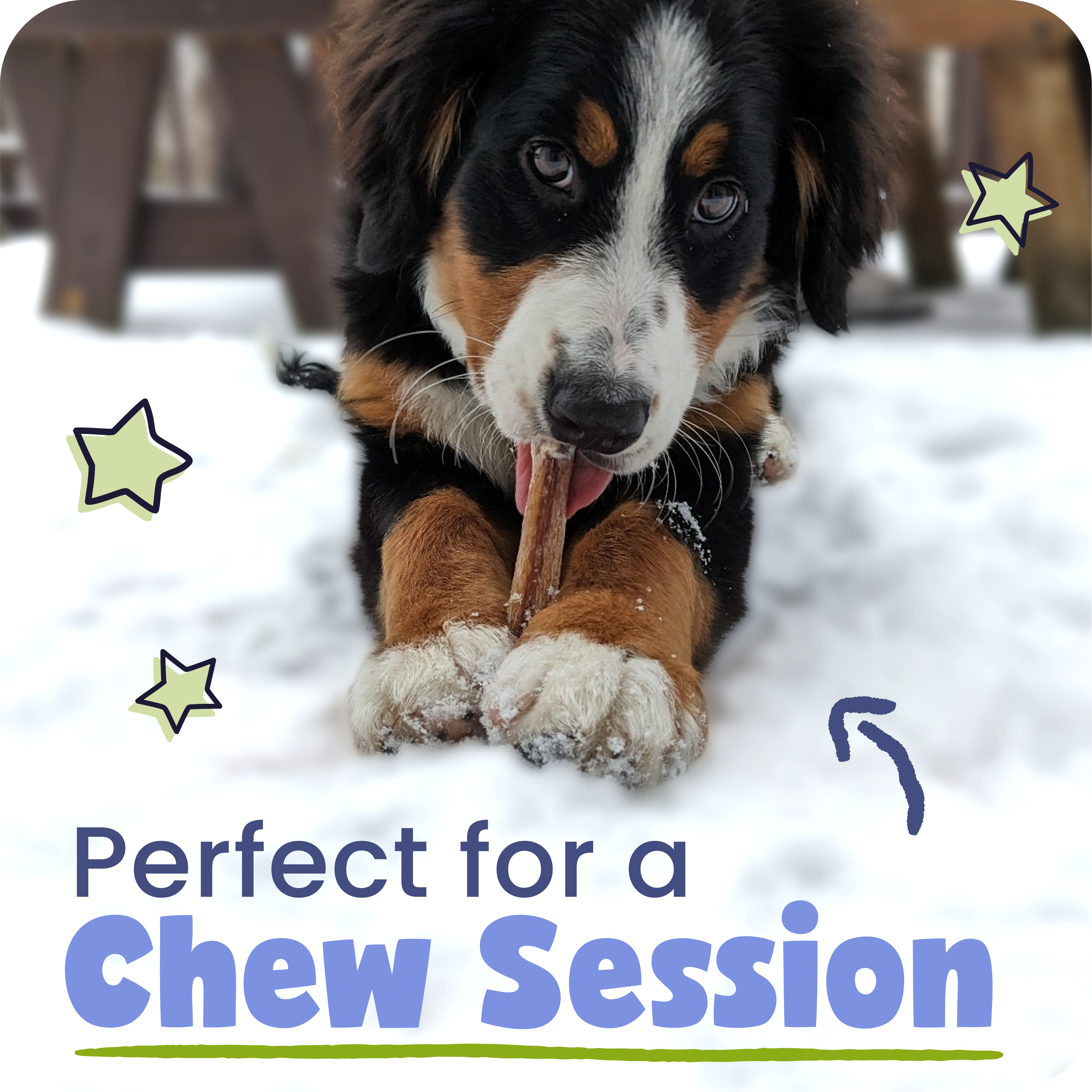 Spiral Bully Sticks for Dogs, Slow-Roasted Beef Pizzle Chews in 3, 10, 25 or 50 Count Packs source image 12