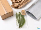 Live Hornwort Aquarium Plant Bunches for Floating or Planted Freshwater Tanks, Packs of Three or Six source image 12