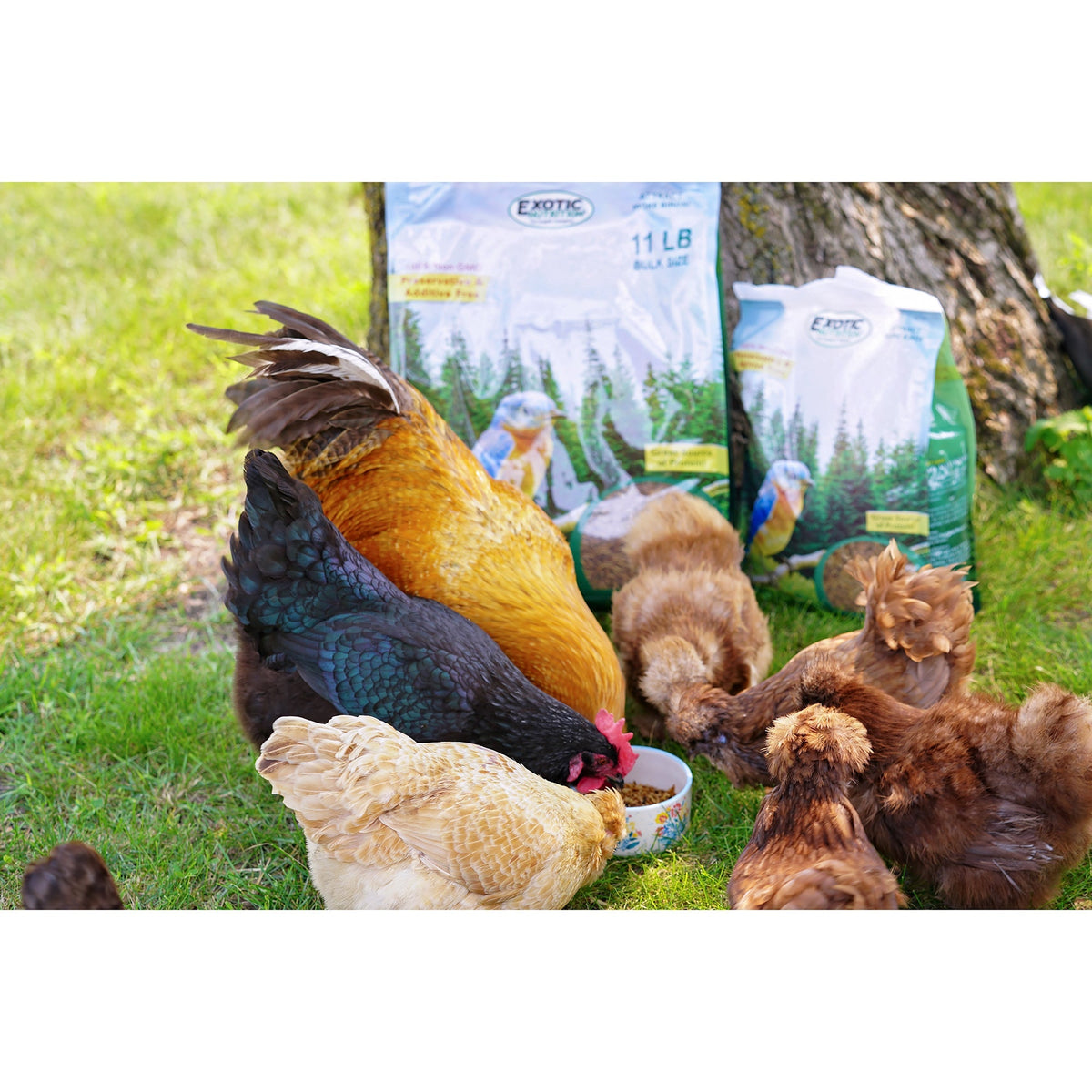 Dried Insect Poultry Feed, Mealworm and BSFL Foraging Supplement in Four Bulk Sizes for Chickens and Ducks source image 12