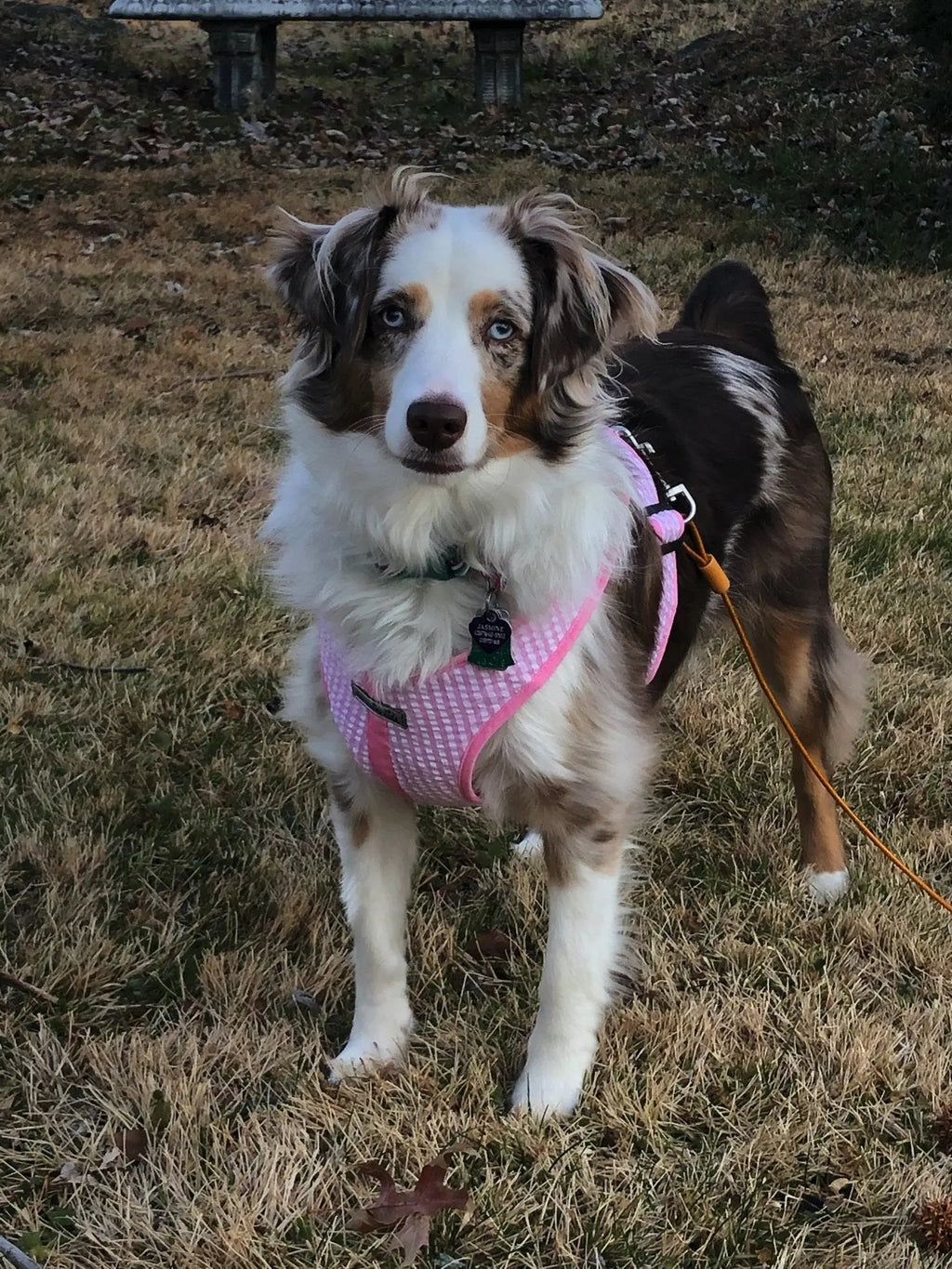 Gingham Step-In Dog Harness, Soft Adjustable Mesh Walking Vest in Five Colors for Dogs from 3 to 40 Pounds source image 12