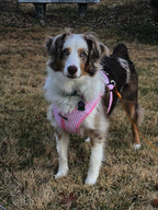 Gingham Step-In Dog Harness, Soft Adjustable Mesh Walking Vest in Five Colors for Dogs from 3 to 40 Pounds source image 12