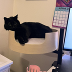 Desk-Mounted Cat Bed for Workspaces, Elevated Single or Double Nest in Walnut and White Oak Finishes source image 12