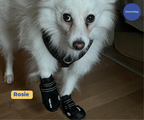 Non-Slip Dog Walking Boots, Two-Piece Paw Protection Pair with Reflective Strips and Secure Velcro Fit source image 12