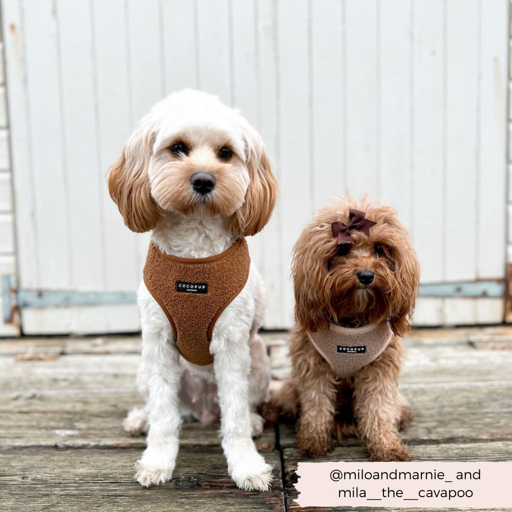 Adjustable Neck Dog Harness in Teddy Texture, Lightweight Walking Vest for XXS to Large Dogs source image 12