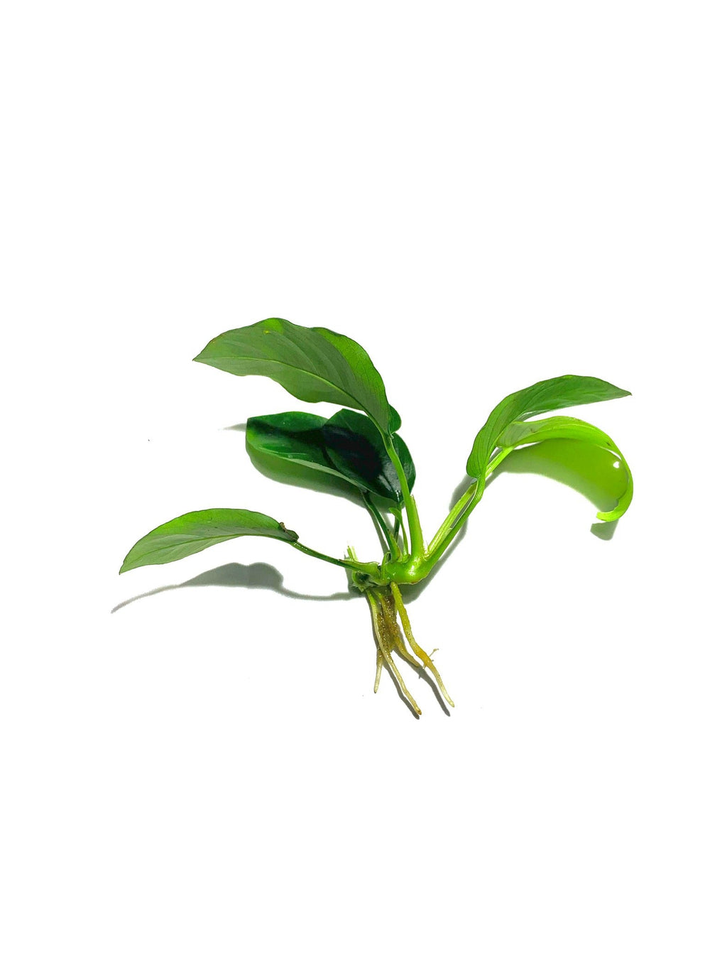 Live Anubias Barteri Aquarium Plant product image 12