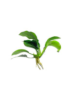 Live Anubias Barteri Aquarium Plant product image 12
