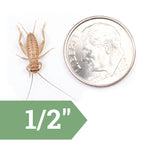 Live Feeder Crickets product image 12
