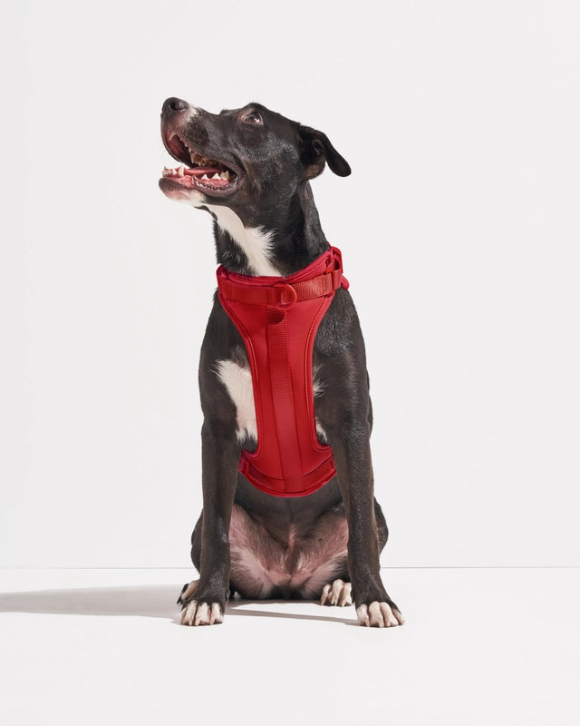 Dog Harness product image 12