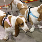 Pet Harness product image 12