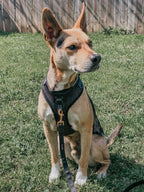 Adjustable Dog Harness product image 12