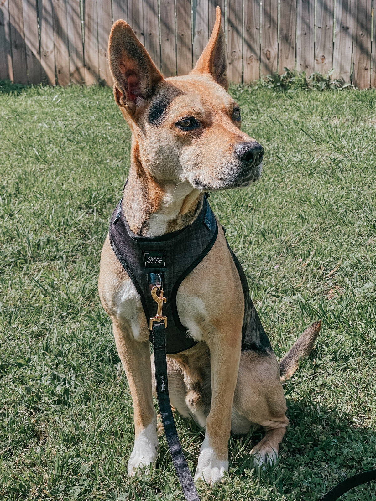 Adjustable Dog Harness product image 12