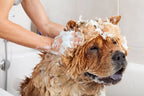 Dog Shampoo Bar product image 12