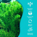 Live Anacharis Aquarium Plant product image 12