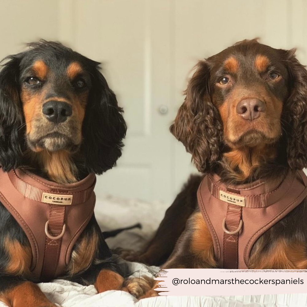 Adjustable No-Pull Dog Harness product image 12