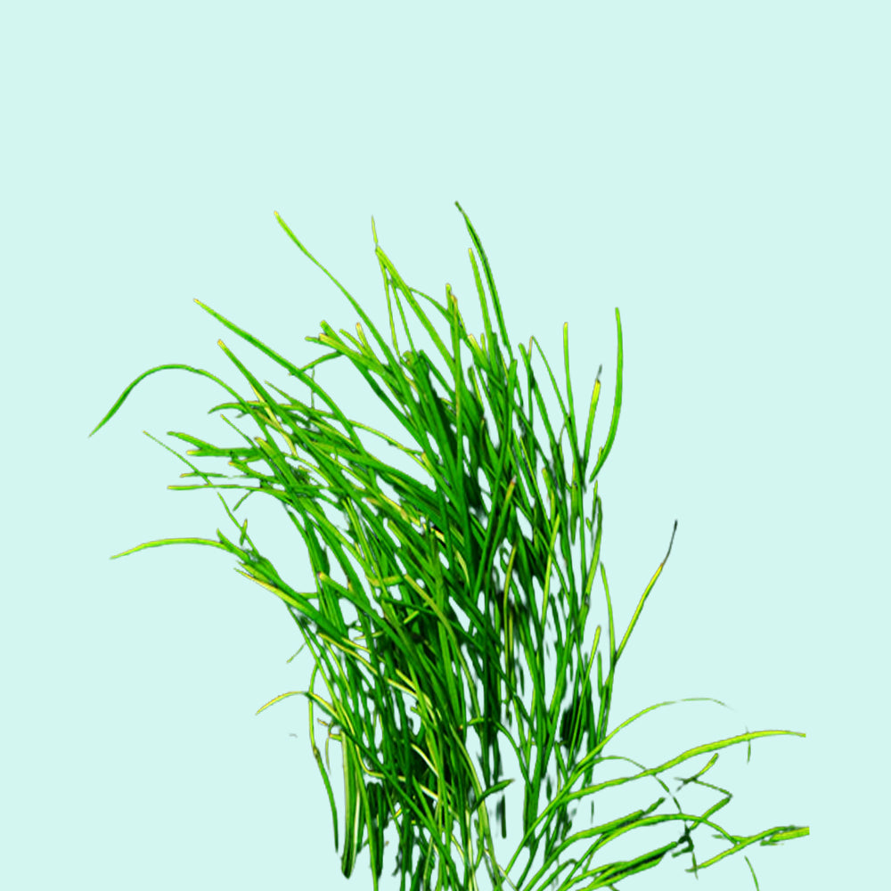 Live Aquarium Plant product image 12