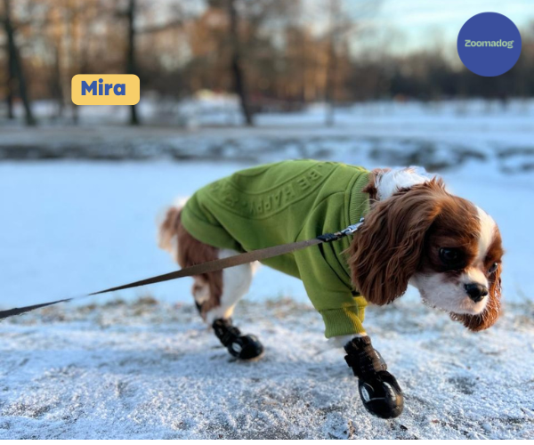 Non-Slip Dog Walking Boots, Two-Piece Paw Protection Pair with Reflective Strips and Secure Velcro Fit source image 13