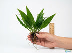 Live Java Fern Aquarium Plant for Low-Light Freshwater Tanks, Bare Root and Mounted Formats source image 13