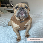 Adjustable Neck Dog Harness in Teddy Texture, Lightweight Walking Vest for XXS to Large Dogs source image 13