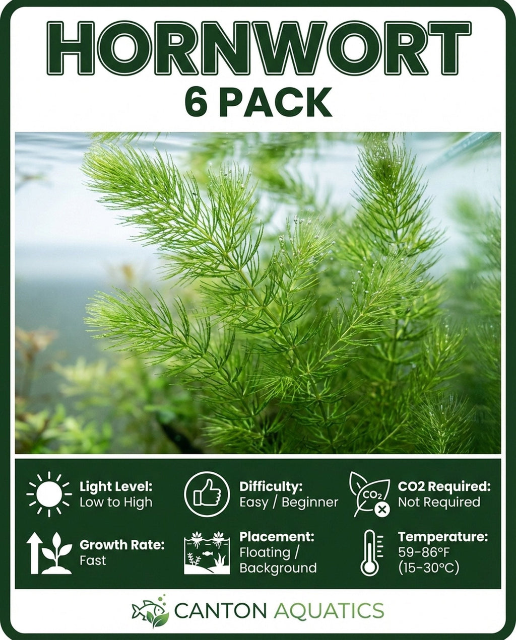Live Hornwort Aquarium Plant Bunches for Floating or Planted Freshwater Tanks, Packs of Three or Six source image 13