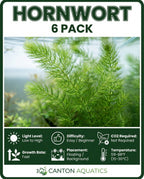 Live Hornwort Aquarium Plant Bunches for Floating or Planted Freshwater Tanks, Packs of Three or Six source image 13