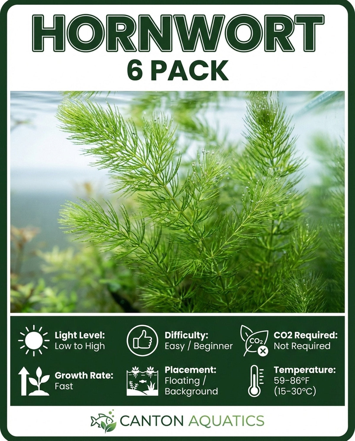 Live Hornwort Aquarium Plant Bunches for Floating or Planted Freshwater Tanks, Packs of Three or Six source image 13