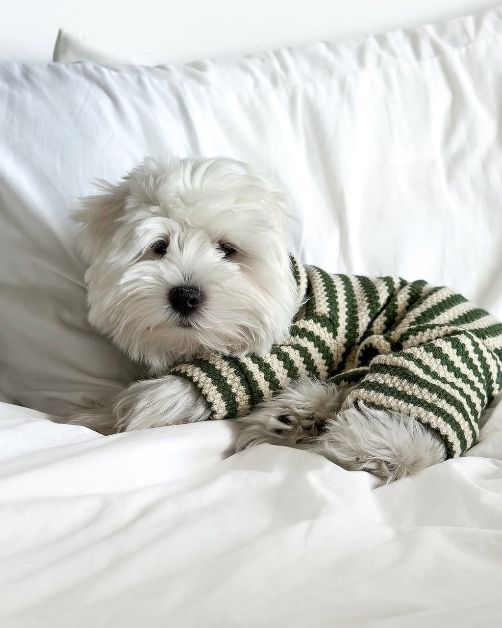 Striped Knit Dog Onesie product image 13