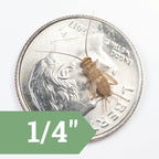 Live Feeder Crickets product image 13