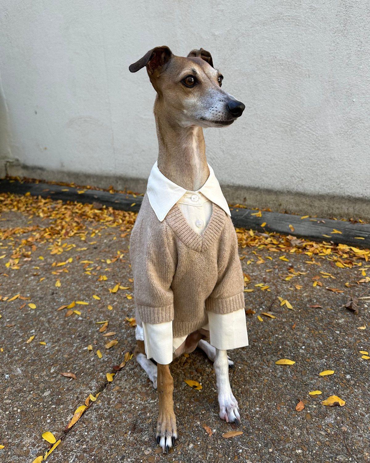 Dog Sweater product image 13