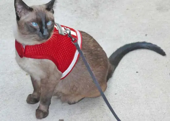 Reflective Mesh Small Pet Harness product image 13