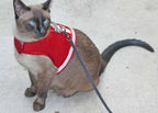 Reflective Mesh Small Pet Harness product image 13