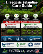 Live Aquarium Plant product image 13