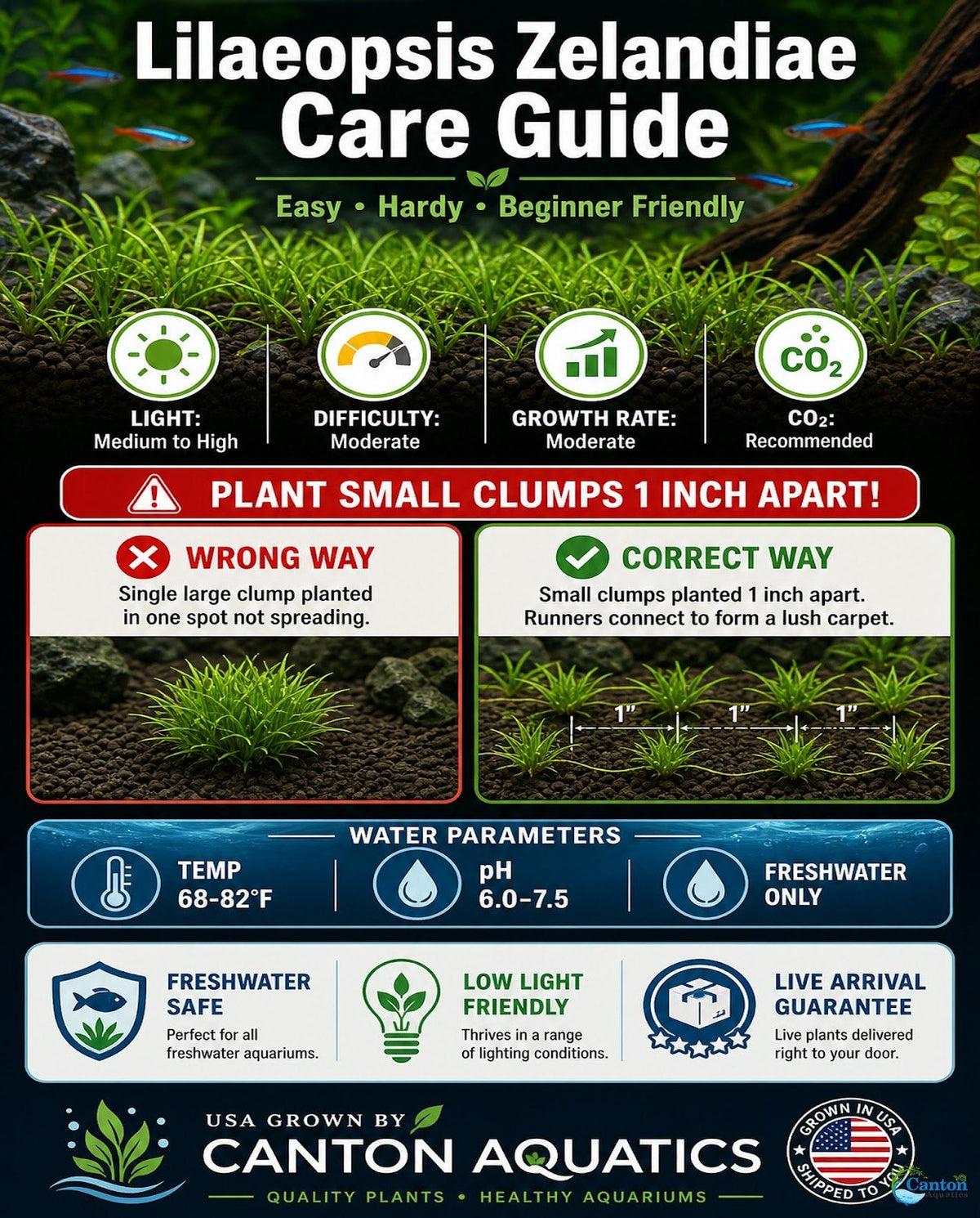 Live Aquarium Plant product image 13