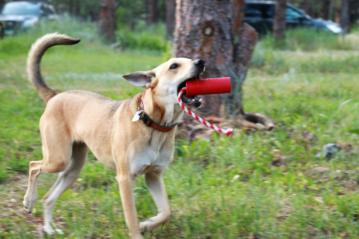 Dog Training Dummy product image 13