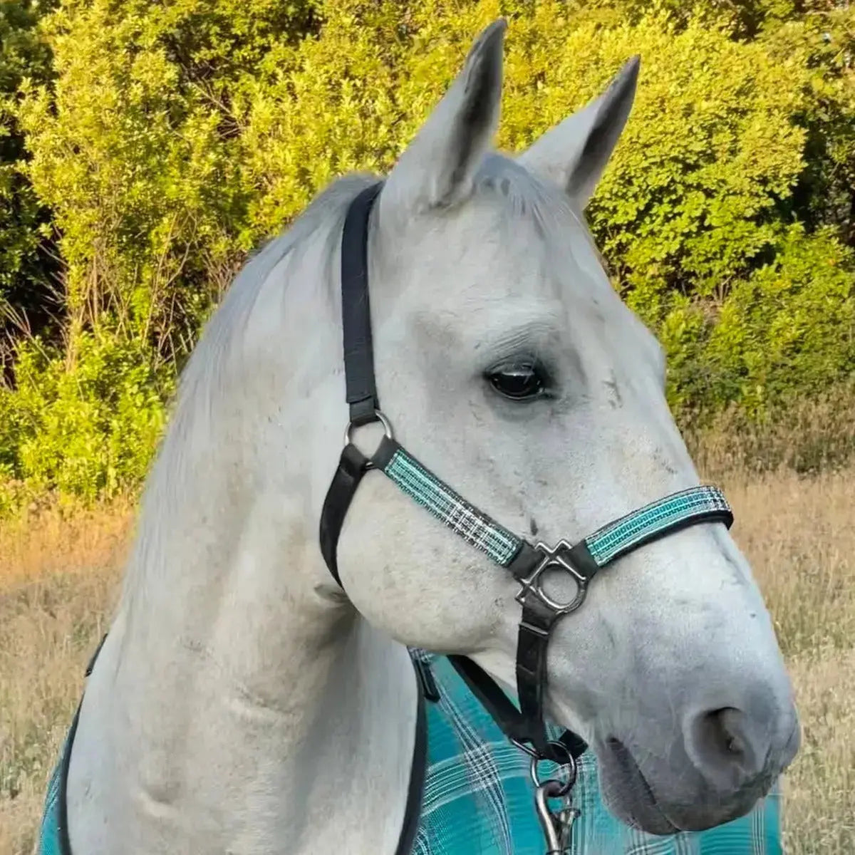 Nylon Horse Halter product image 13