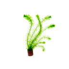 Live Anacharis Aquarium Plant product image 13
