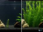 Live Hornwort Aquarium Plant Bunches for Floating or Planted Freshwater Tanks, Packs of Three or Six source image 14