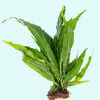 Live Java Fern Aquarium Plant for Low-Light Freshwater Tanks, Bare Root and Mounted Formats source image 14