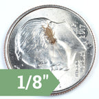 Live Feeder Crickets product image 14