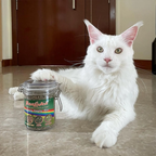 Catnip Mix product image 14