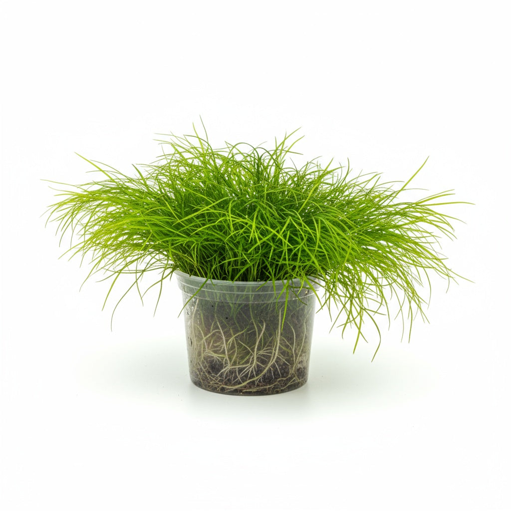 Live Aquarium Plant product image 14