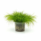 Live Aquarium Plant product image 14