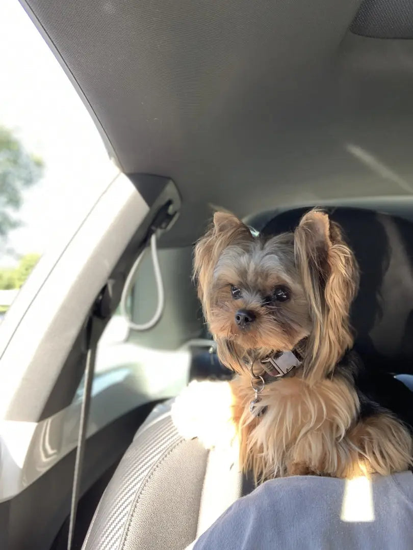 Reflective Mesh Small Pet Harness product image 14