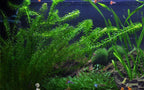 Live Anacharis Aquarium Plant product image 14