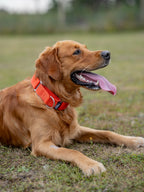 Martingale Dog Collar product image 14