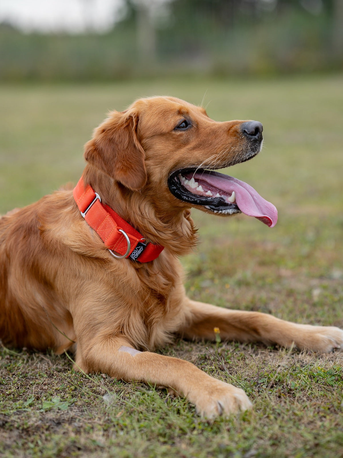 Martingale Dog Collar product image 14