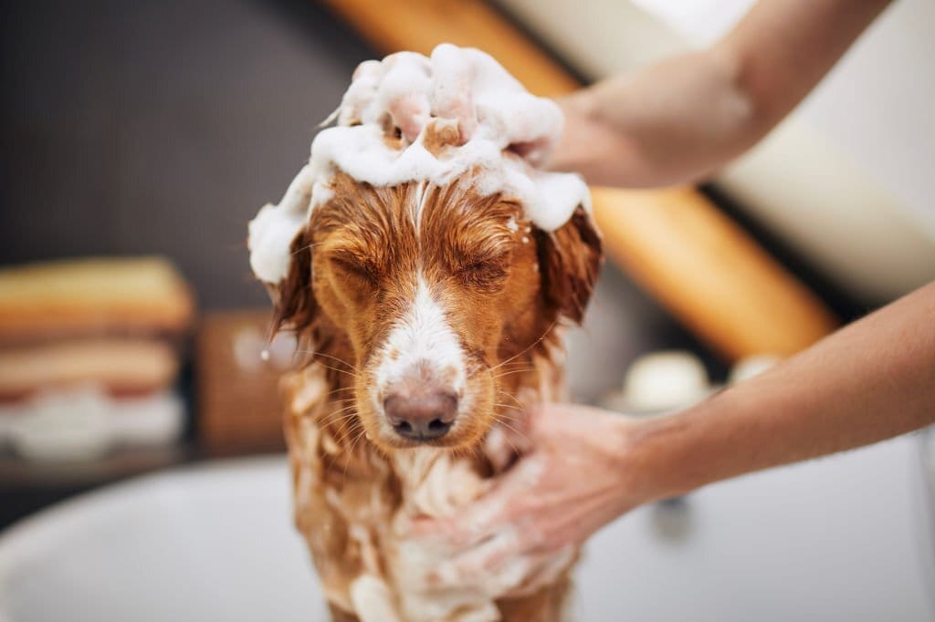 Dog Shampoo Bar product image 14