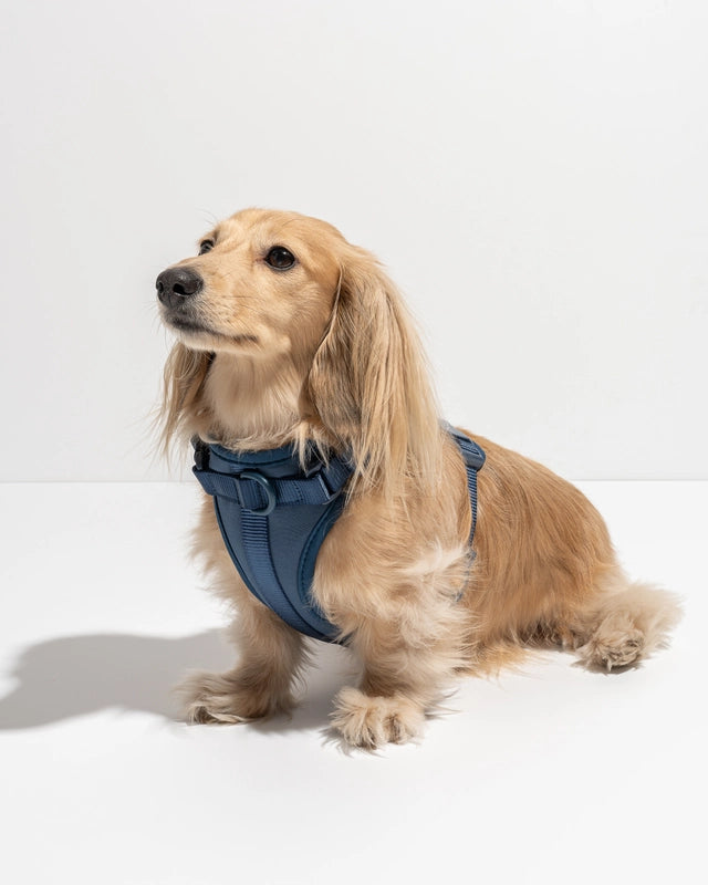 Dog Harness product image 14