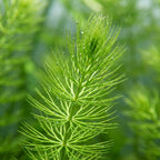Live Hornwort Aquarium Plant Bunches for Floating or Planted Freshwater Tanks, Packs of Three or Six source image 15